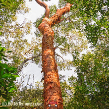 Load image into Gallery viewer, Gumbo limbo (Bursera simaruba)