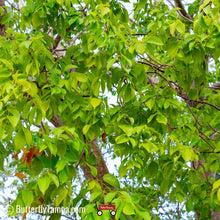 Load image into Gallery viewer, Gumbo limbo (Bursera simaruba)