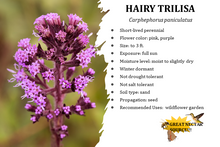 Load image into Gallery viewer, Hairy Trilisa - Carphephorus paniculatus