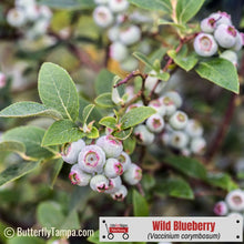 Load image into Gallery viewer, Highbush blueberry - Vaccinium corymbosum (1 gal)
