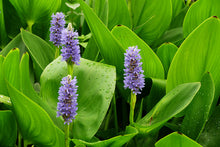 Load image into Gallery viewer, Pickerelweed - Pontederia cordata (1 gal.)