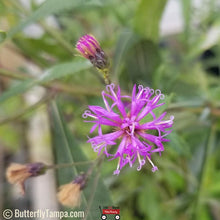 Load image into Gallery viewer, Giant Ironweed - Vernonia gigantea