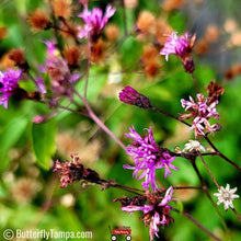 Load image into Gallery viewer, Giant Ironweed - Vernonia gigantea