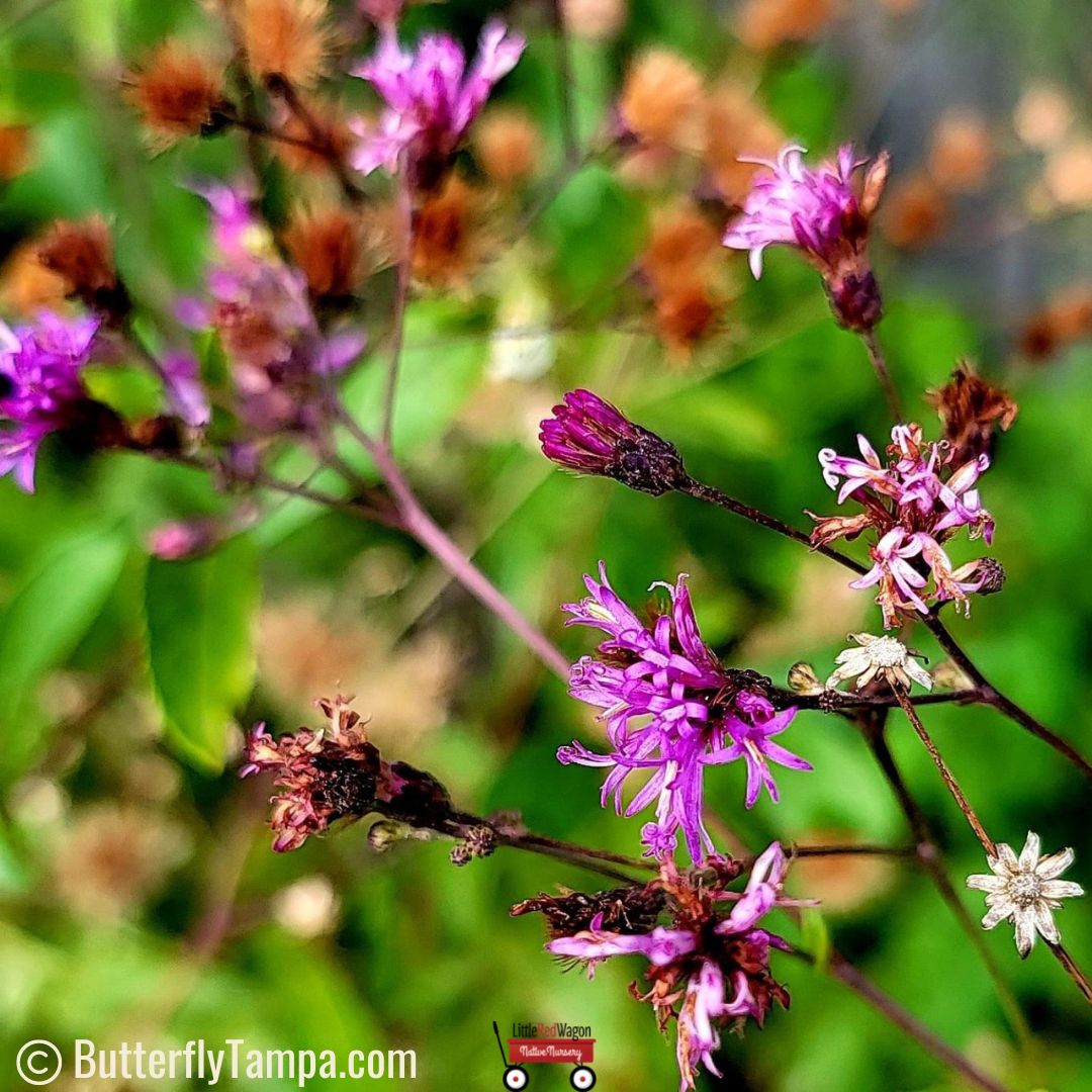Giant Ironweed Vernonia gigantea Little Red Wagon Native Nursery