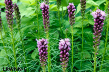 Load image into Gallery viewer, Blazing Star - Liatris gracilis - (1 gal.)