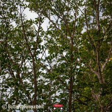 Load image into Gallery viewer, Lignum Vitae - Guaiacum sanctum (1 & 3 Gal.)