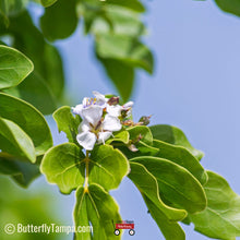 Load image into Gallery viewer, Lignum Vitae - Guaiacum sanctum (1 & 3 Gal.)