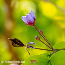 Load image into Gallery viewer, Lignum Vitae - Guaiacum sanctum (1 & 3 Gal.)