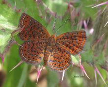 Load image into Gallery viewer, Purple Thistle - Cirsium horridulum (1 gal.)