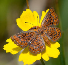 Load image into Gallery viewer, Purple Thistle - Cirsium horridulum (1 gal.)
