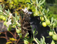 Load image into Gallery viewer, Christmas berry - Lycium carolinianum
