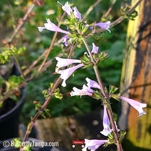 Load image into Gallery viewer, Lyreleaf Sage - Salvia lyrata (1 gal.)