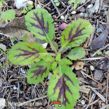 Load image into Gallery viewer, Lyreleaf Sage - Salvia lyrata (1 gal.)
