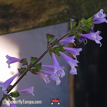 Load image into Gallery viewer, Lyreleaf Sage - Salvia lyrata (1 gal.)