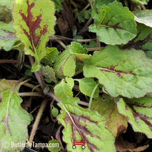 Load image into Gallery viewer, Lyreleaf Sage - Salvia lyrata (1 gal.)
