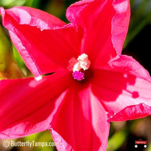 Load image into Gallery viewer, Man-in-the-Ground -  Ipomoea microdactyla (3 gal.)