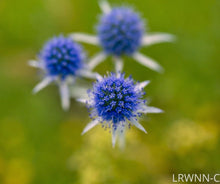 Load image into Gallery viewer, Marsh Rattlesnake - Eryngium aquaticum var. ravenelii (1 gal.)