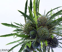 Load image into Gallery viewer, Marsh Rattlesnake - Eryngium aquaticum var. ravenelii (1 gal.)
