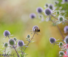 Load image into Gallery viewer, Marsh Rattlesnake - Eryngium aquaticum var. ravenelii (1 gal.)
