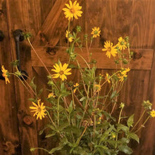 Load image into Gallery viewer, Starry Rosinweed - Silphium asteriscus (1 & 3 gal.)