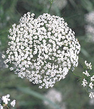 Load image into Gallery viewer, Mock Bishop's weed - Ptilimnium capillaceum (1 & 3 gal.)