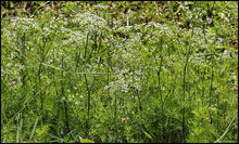 Load image into Gallery viewer, Mock Bishop's weed - Ptilimnium capillaceum (1 & 3 gal.)