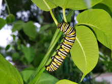 Load image into Gallery viewer, White Twinevine Milkweed - Funastrum clausum (formerly known as Sarcostemma clausum)
