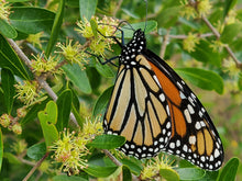 Load image into Gallery viewer, Florida Privet - Forestiera segregata