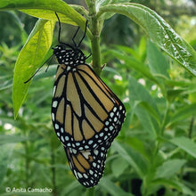 Load image into Gallery viewer, Pink Swamp Milkweed - Asclepias incarnata (4 inch, 1 & 3 gal.)