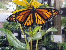 Load image into Gallery viewer, Starry Rosinweed - Silphium asteriscus (1 &amp; 3 gal.)
