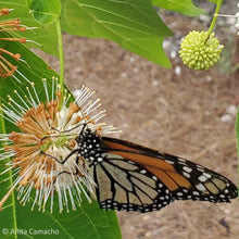 Load image into Gallery viewer, Buttonbush - Cephalanthus occidentalis