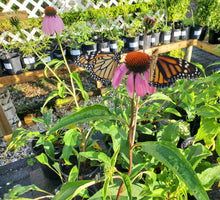 Load image into Gallery viewer, Purple Coneflower - Echinacea purpurea (1 gal.)
