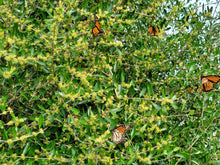 Load image into Gallery viewer, Florida Privet - Forestiera segregata