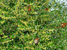 Load image into Gallery viewer, Florida Privet - Forestiera segregata (3 gal.)
