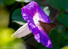 Load image into Gallery viewer, Blue Morning Glory - Ipomoea indica (1 gal.)