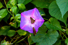 Load image into Gallery viewer, Blue Morning Glory - Ipomoea indica (1 gal.)