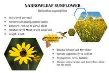 Load image into Gallery viewer, Narrowleaf Sunflower - Helianthus angustifolius (1 gal.)