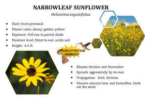Narrowleaf Sunflower - Helianthus angustifolius (1 gal.)
