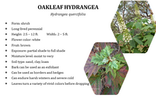 Load image into Gallery viewer, Oakleaf Hydrangea - Hydrangea quercifolia (3 gal.)
