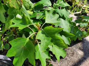 Oakleaf Hydrangea - Hydrangea quercifolia (3 gal.)