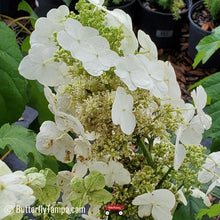 Load image into Gallery viewer, Oakleaf Hydrangea - Hydrangea quercifolia (3 gal.)