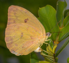 Load image into Gallery viewer, Bahama Cassia - Senna mexicana var. chapmanii
