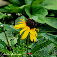 Load image into Gallery viewer, Orange Coneflower - Rudbeckia fulgida (1 Gal.)