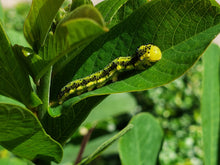 Load image into Gallery viewer, Candlestick Cassia - Senna alata (1 gal.)