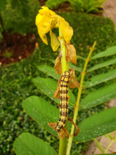 Load image into Gallery viewer, Candlestick Cassia - Senna alata (1 gal.)