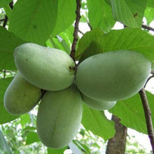 Load image into Gallery viewer, Pawpaw Tree - Asimina Triloba