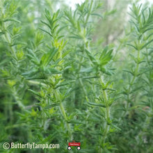 Load image into Gallery viewer, Pennyroyal - Piloblephis rigida  (1 & 3 gal.)