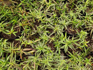Aquatic Milkweed - Asclepias perennis (4" & 1 gal.)