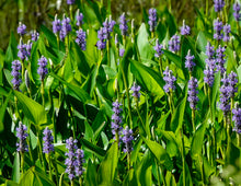 Load image into Gallery viewer, Pickerelweed - Pontederia cordata (1 gal.)