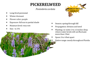 Pickerelweed - Pontederia cordata (1 gal.)